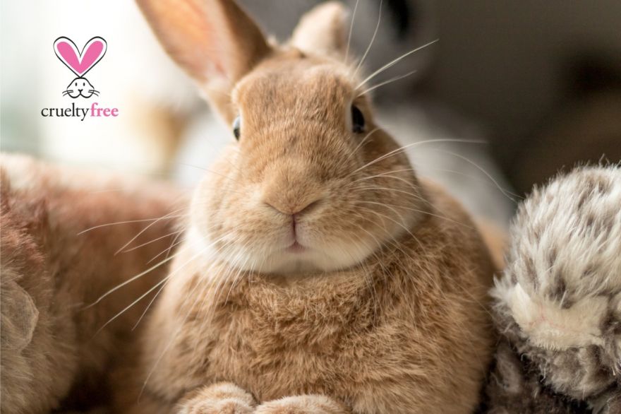 Descubra o que realmente significa o selo “cruelty-free”