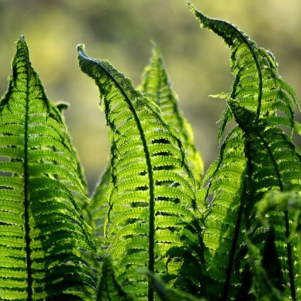 Embalagem: Biodegradável, sem plásticos e compostáveis